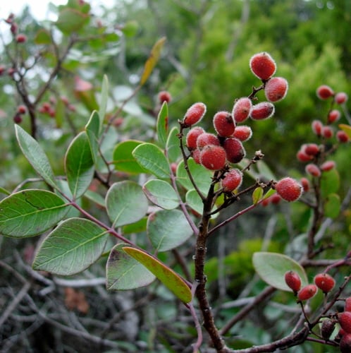 Rhus virens