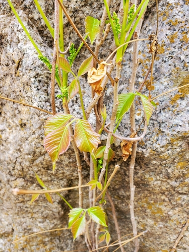 Rhus vulgaris — photo