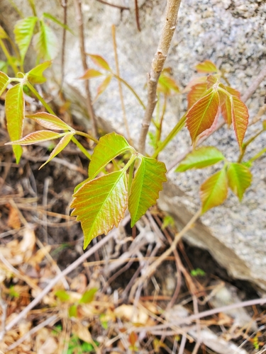 Rhus vulgaris — photo