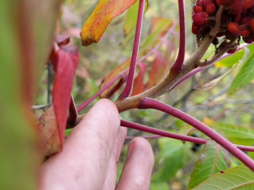 Rhus x pulvinata (Pulvinate sumac) — photo