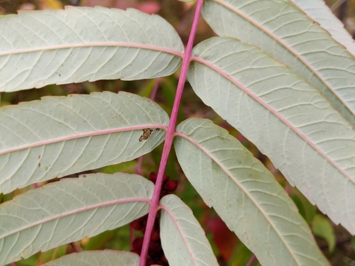 Rhus x pulvinata (Pulvinate sumac) — photo