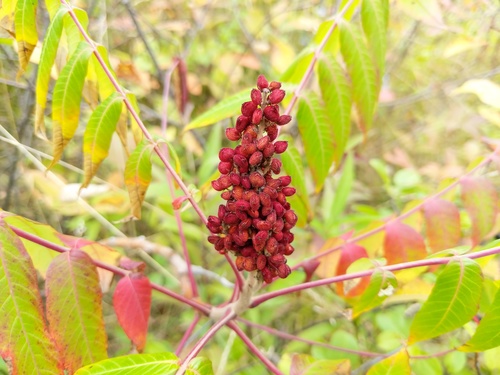 Rhus x pulvinata