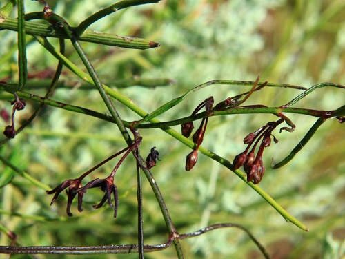 Rhyncharrhena linearis (Purple star) — photo