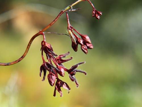Rhyncharrhena linearis