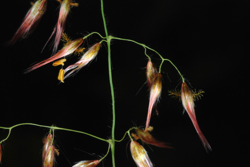 Rhynchelytrum repens (Natal grass) — photo