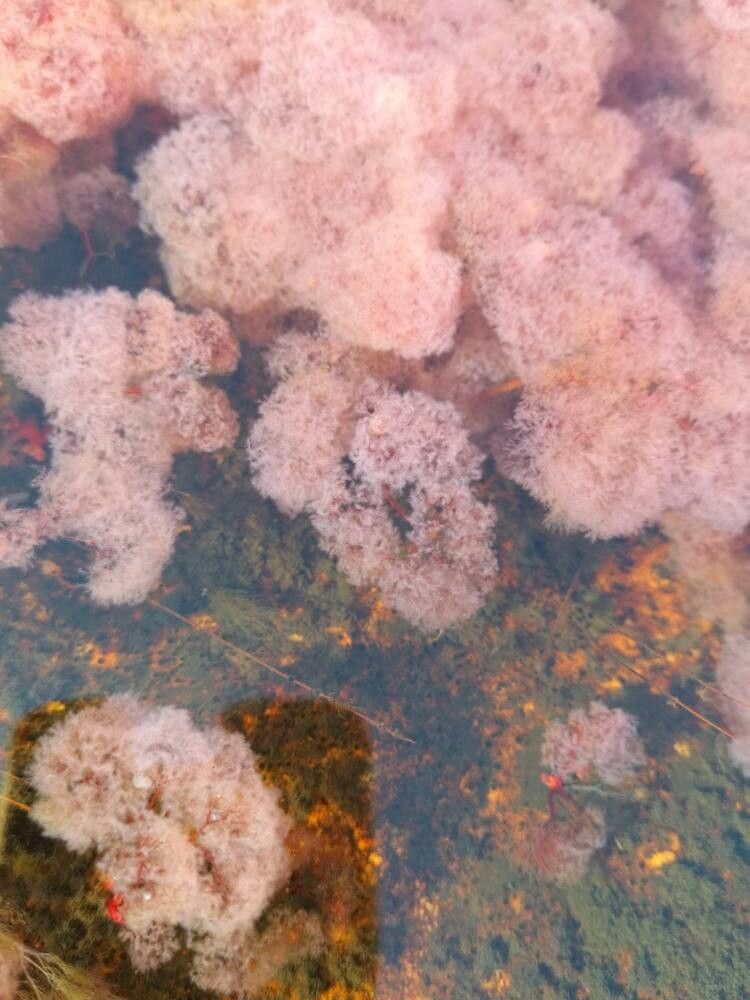 Rhyncholacis sp