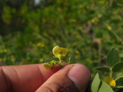 Rhynchosia cana — photo