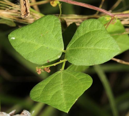 Rhynchosia caribaea — photo