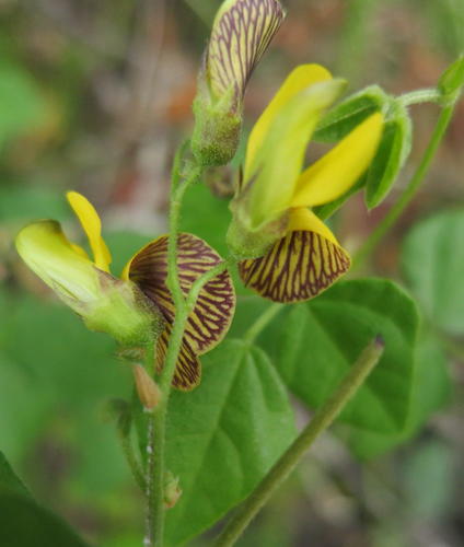 Rhynchosia caribaea — photo