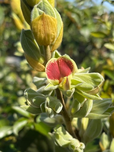 Rhynchosia hirta
