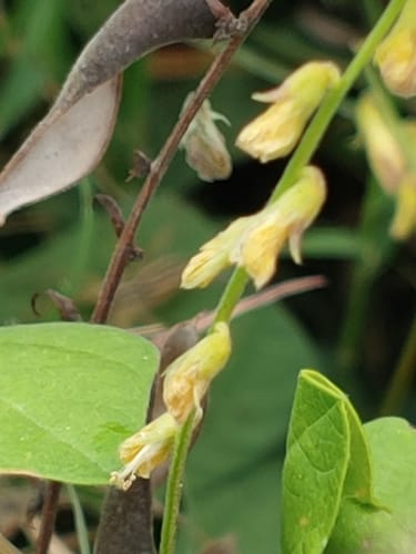Rhynchosia minima