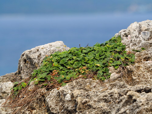Rhynchosia minima var. memnonia