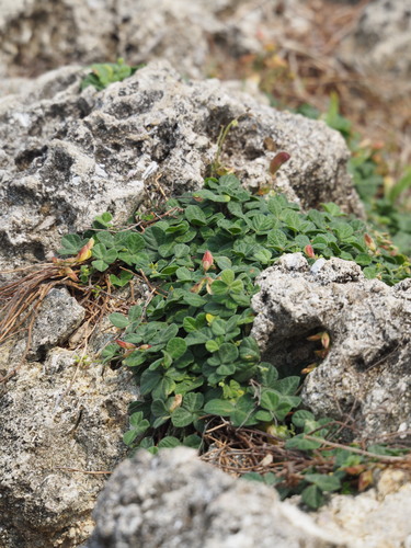 Rhynchosia minima var. memnonia — photo