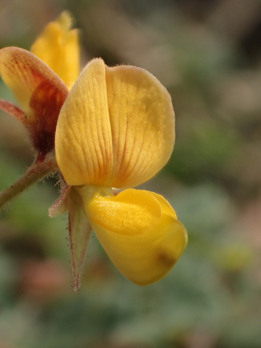 Rhynchosia minima var. memnonia — photo