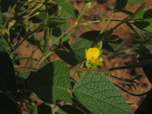 Rhynchosia rufescens — photo