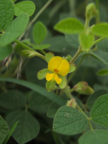 Rhynchosia rufescens