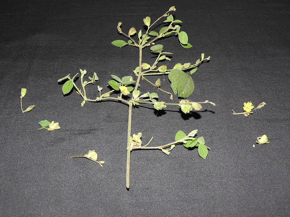 Rhynchosia rufescens — photo
