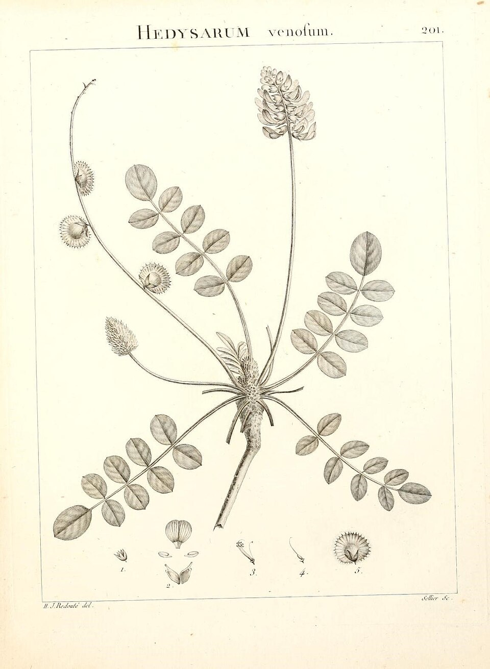 Rhynchosia suaveolens