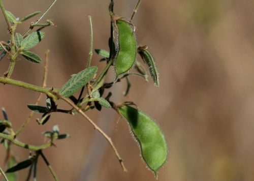 Rhynchosia totta (Yellow carpet bean) — photo