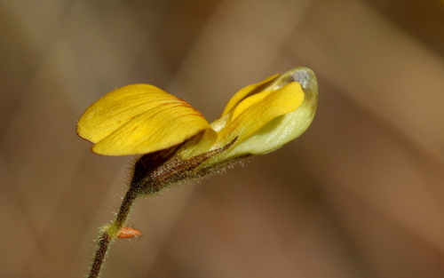 Rhynchosia totta (Yellow carpet bean) — photo