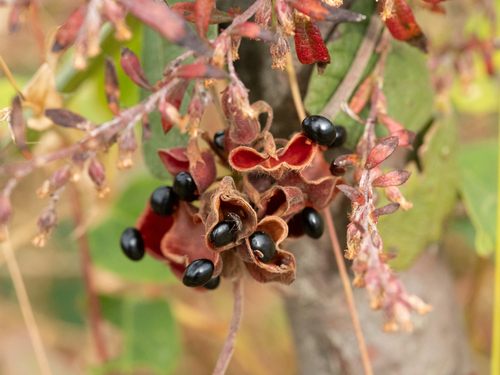 Rhynchosia volubilis (Rat-eyes) — photo