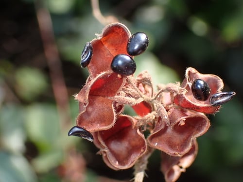 Rhynchosia volubilis (Rat-eyes) — photo