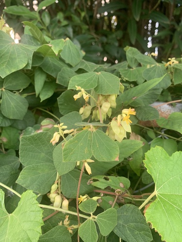Rhynchosia volubilis