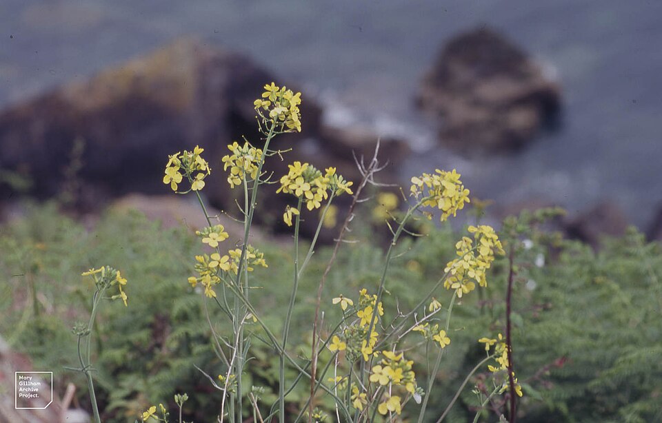 Rhynchosinapis wrightii