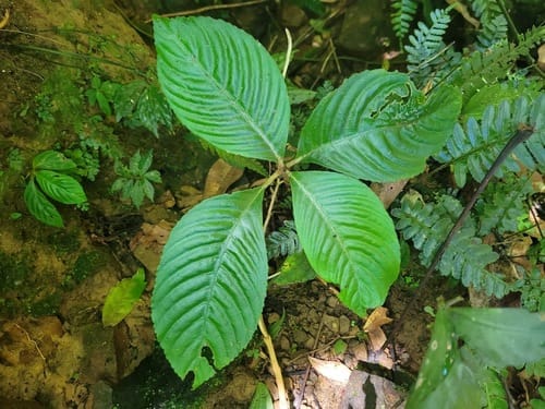 Rhynchotechum ellipticum — photo