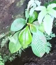 Rhynchotechum ellipticum