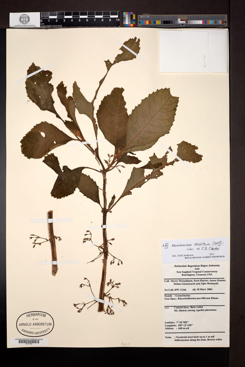 Rhynchotechum vestitum (Re-gong-chu) — photo