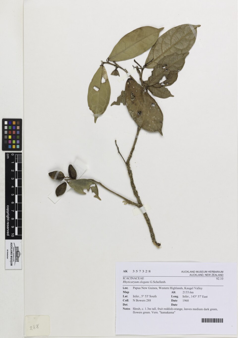 Rhyticaryum elegans