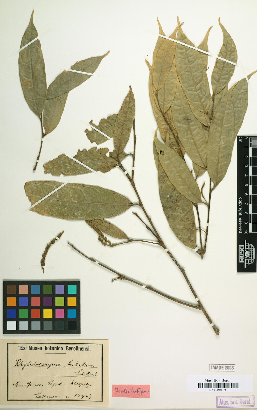 Rhyticaryum longifolium (Nu-marrio) — photo