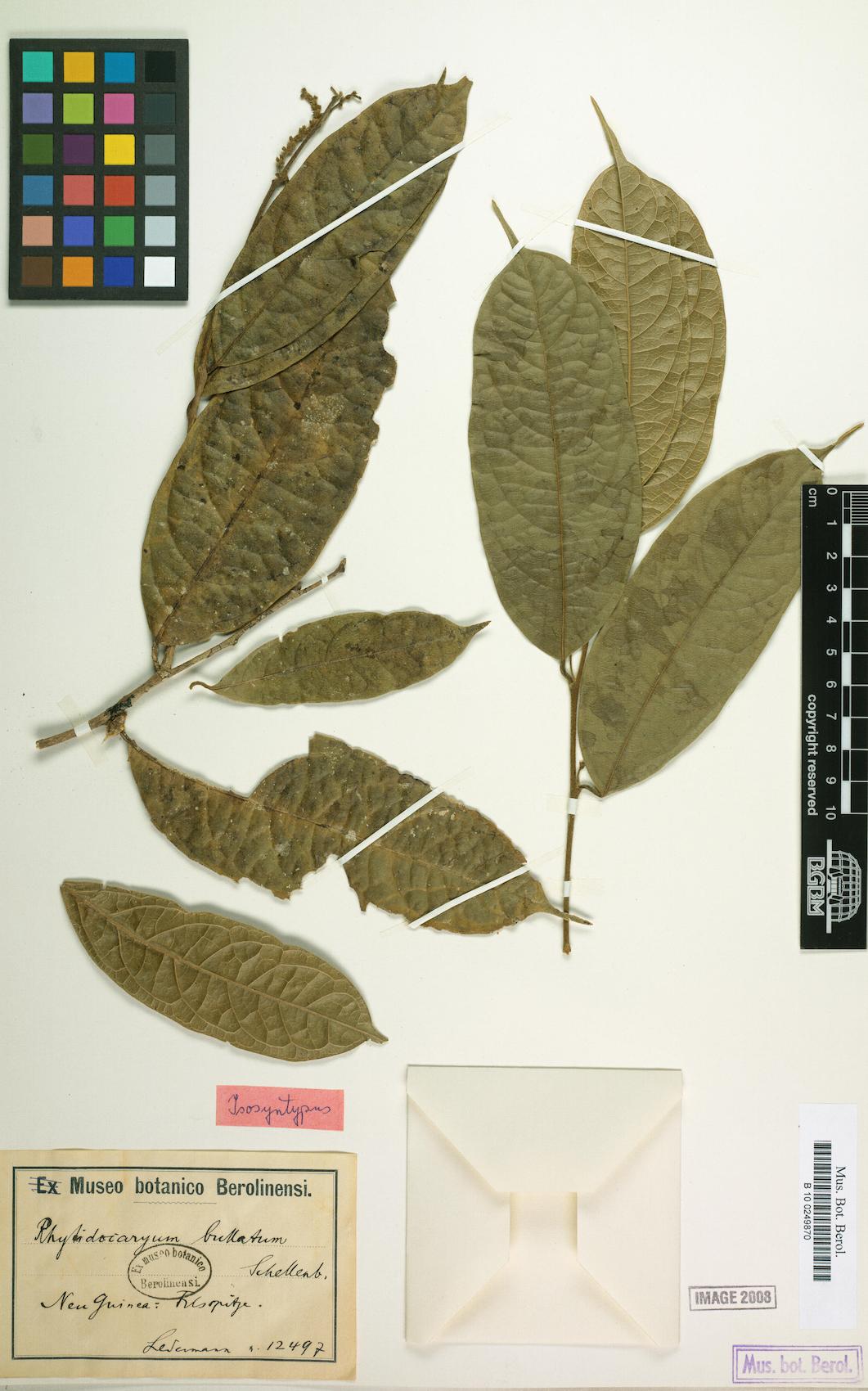 Rhyticaryum longifolium