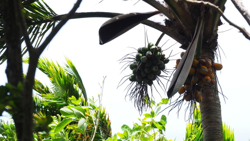 Rhyticocos amara (Overtop Palm) — photo