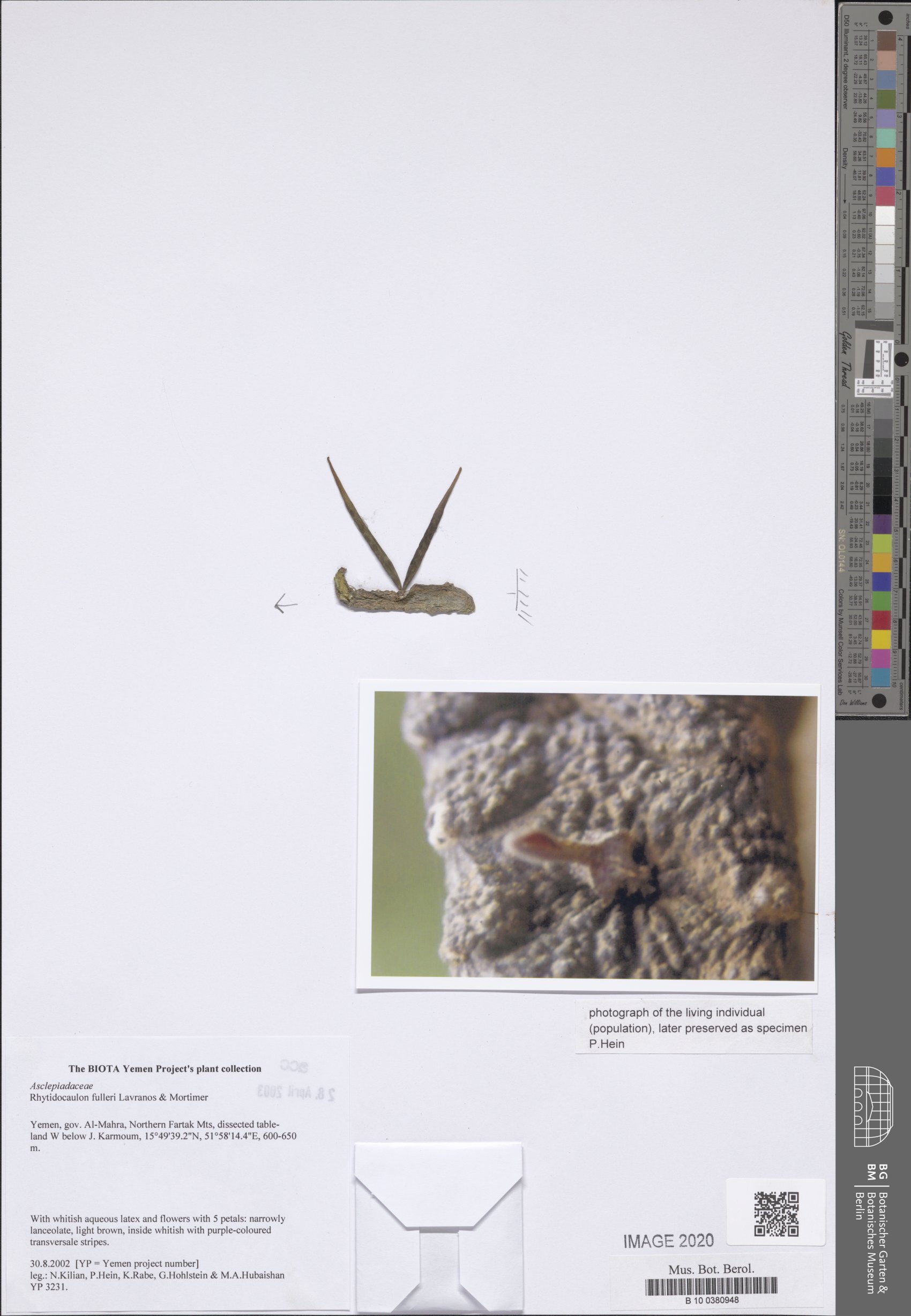 Rhytidocaulon fulleri