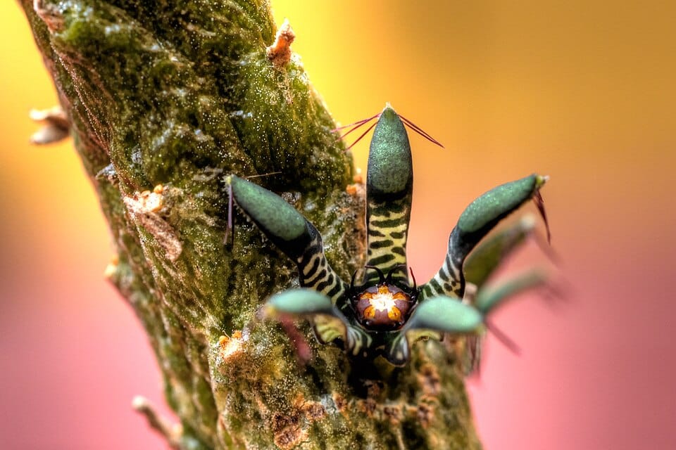 Rhytidocaulon macrolobum — photo