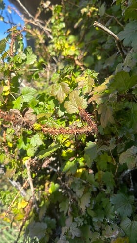 Ribes aciculare (Needle-spined gooseberry) — photo