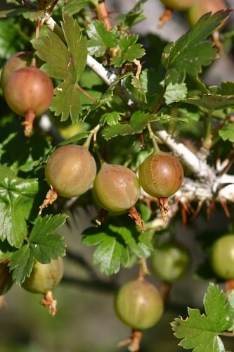 Grossulariaceae