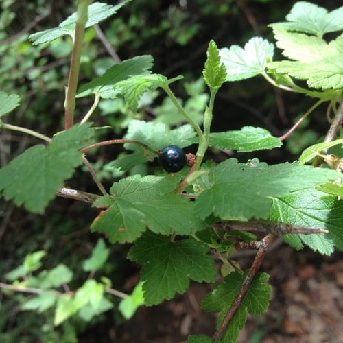 Ribes affine