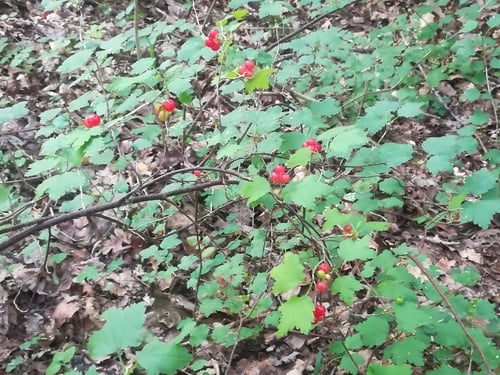 Ribes alpinum (Alpine currant) — photo