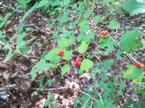 Ribes alpinum (Alpine currant) — photo