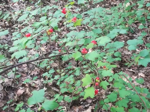 Ribes alpinum