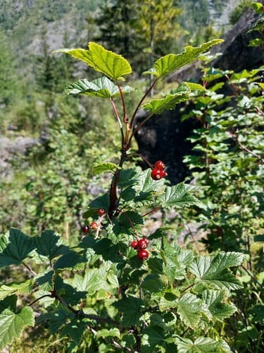 Ribes altissimum (High currant) — photo