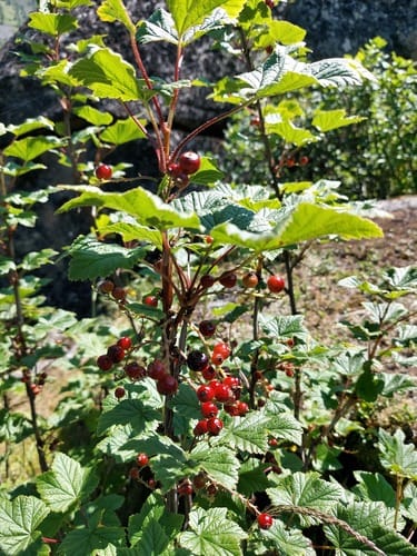 Ribes altissimum (High currant) — photo