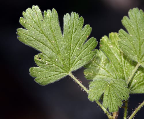 Ribes ambiguum (Ground Gooseberry) — photo