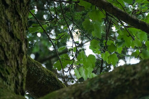 Ribes ambiguum
