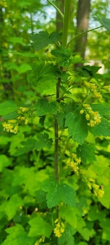 Ribes americanum (American blackcurrant) — photo