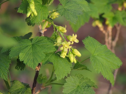 Ribes americanum