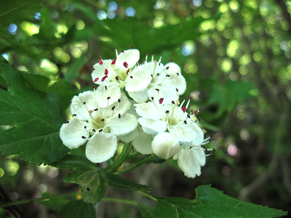 Ribes armenum — photo